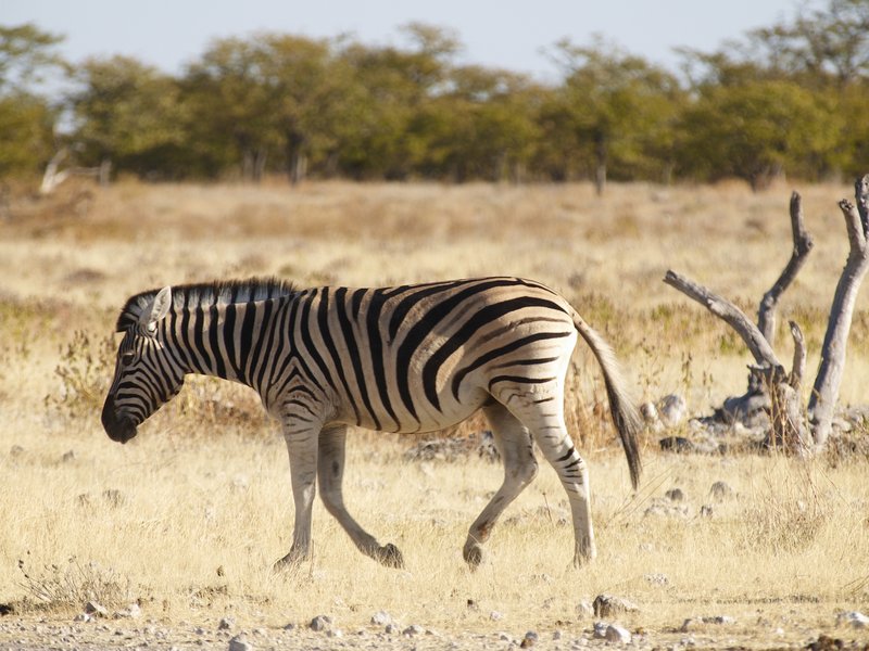 Etosha National Park, Rietfontein, Zebra